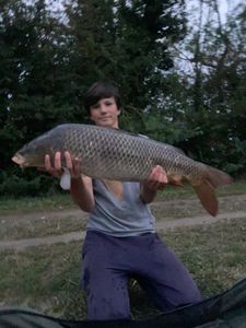 Common Carp