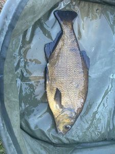 Common Bream