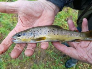 Brown Trout