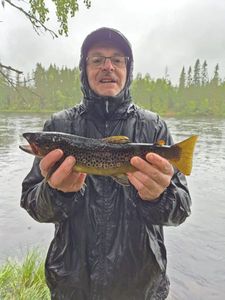 Brown Trout