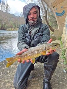 Brown Trout