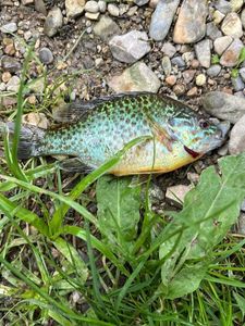 Green Sunfish