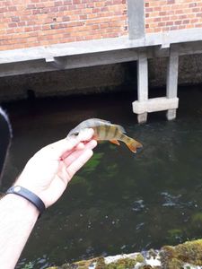 European Perch