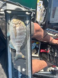 Black Seabream