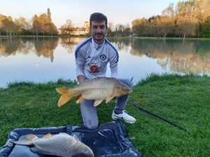 Common Carp