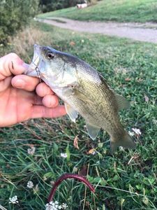 Largemouth Bass