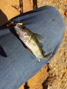 European Perch