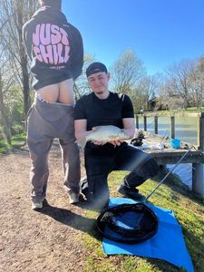 Common Bream