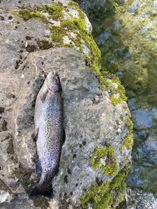Rainbow Trout