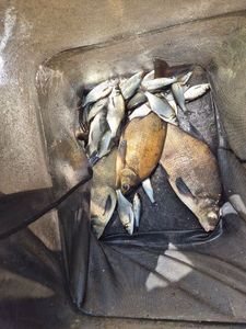 White bream