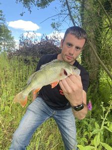 European Perch