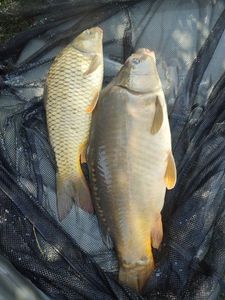 Mirror Carp