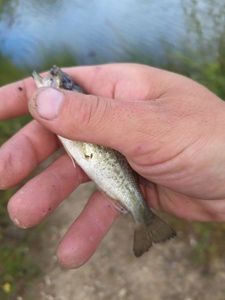 Largemouth Bass