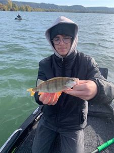 European Perch