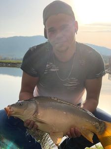 Mirror Carp