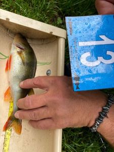 European Perch