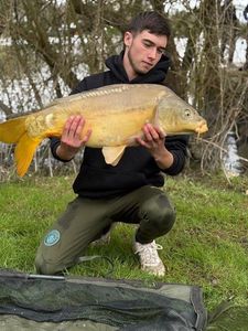 Mirror Carp