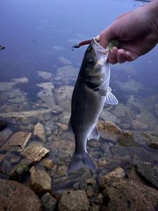 European Bass (Seabass)