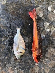 Gilthead Seabream