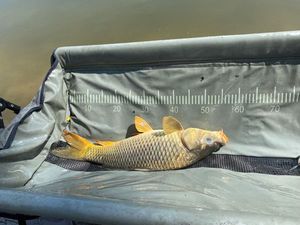 Common Carp