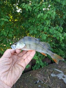European Perch