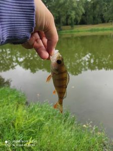 European Perch