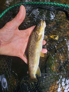 Brown Trout