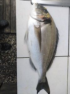 Gilthead Seabream