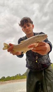 Brown Trout