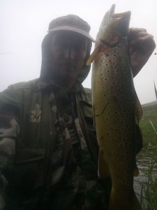 Brown Trout