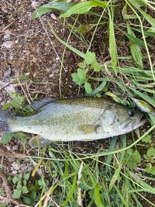 Largemouth Bass