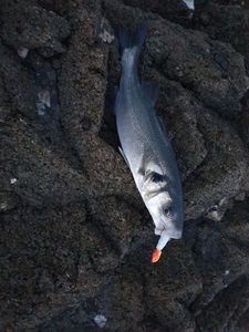 European Bass (Seabass)