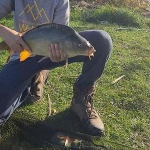 Leather Carp