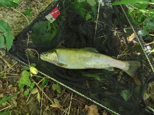 Rainbow Trout