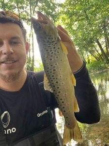 Brown Trout