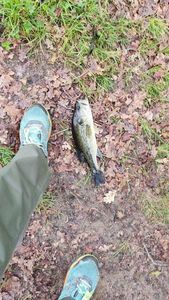 Largemouth Bass