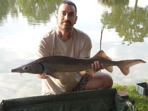 Siberian Sturgeon