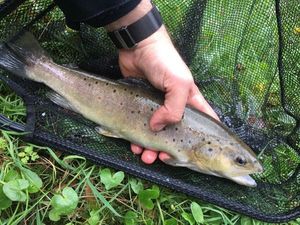 Brown Trout