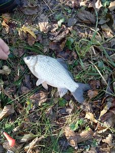 Prussian Carp