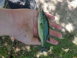 Largemouth Bass
