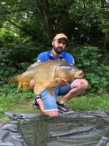 Common Carp