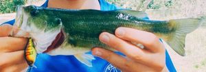 Largemouth Bass