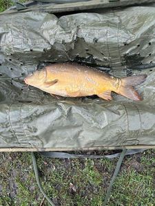 Mirror Carp