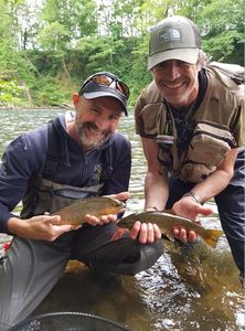 Brown Trout