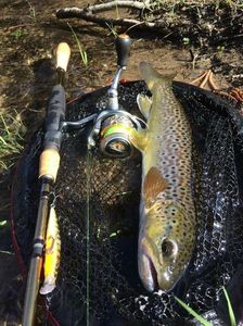 Brown Trout