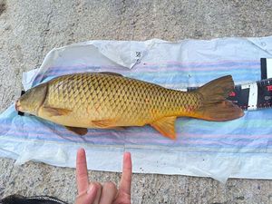 Common Carp
