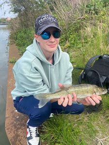 Zander