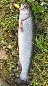 Brook Trout