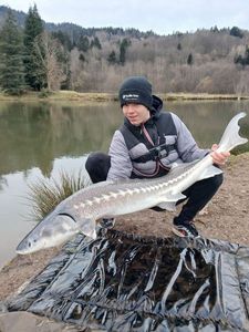 Sturgeon
