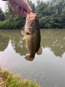 Largemouth Bass